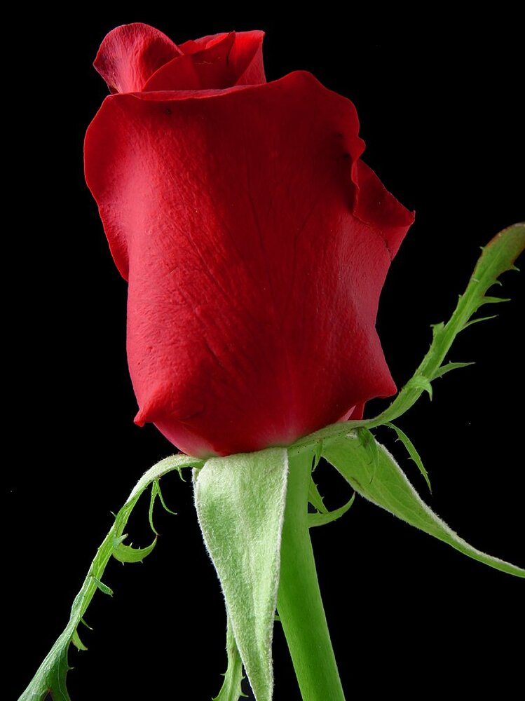 Donna Mae Walker Obituary, Bay City, MI